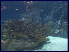 L'Oceanogràfic Oceanarium 069